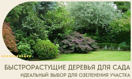 Быстрорастущие деревья для сада идеальный выбор в Череповце