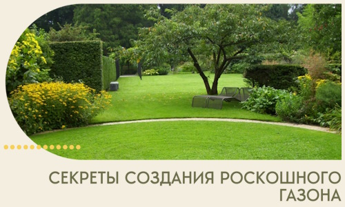 Секреты создания роскошного газона в Череповце